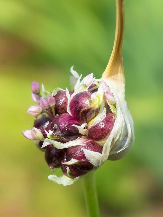 Omītes ķiploka gaisa sīpoliņi (sēklas)